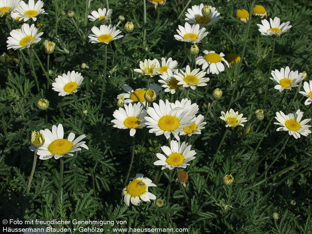 Färber-Hundskamille 'Sauce Hollandaise' (Anthemis tinctoria)