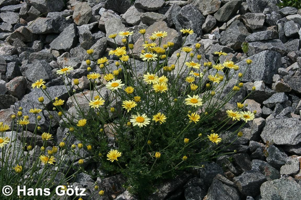 Färber-Hundskamille 'Sauce Hollandaise' (Anthemis tinctoria)