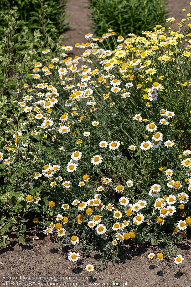 Färber-Hundskamille 'Sauce Hollandaise' (Anthemis tinctoria)