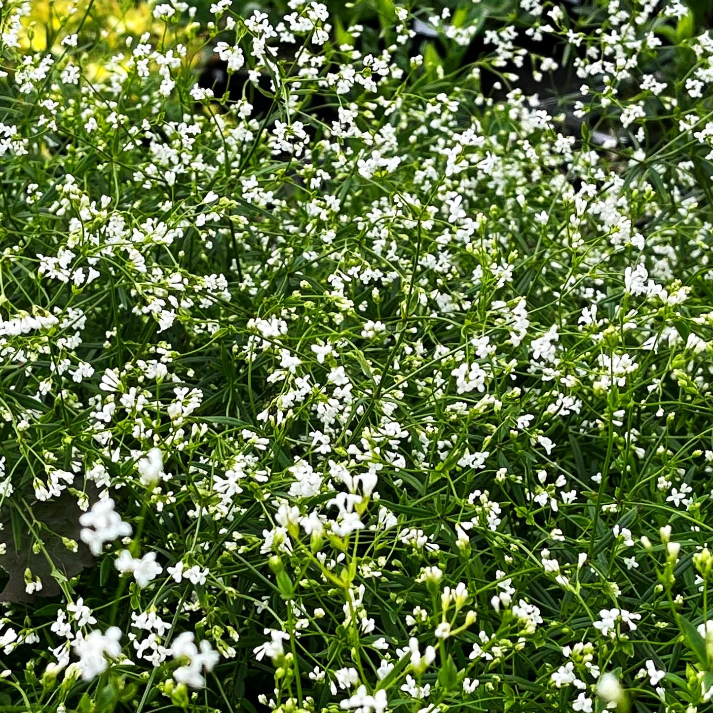 Färber-Meier (Asperula tinctoria)