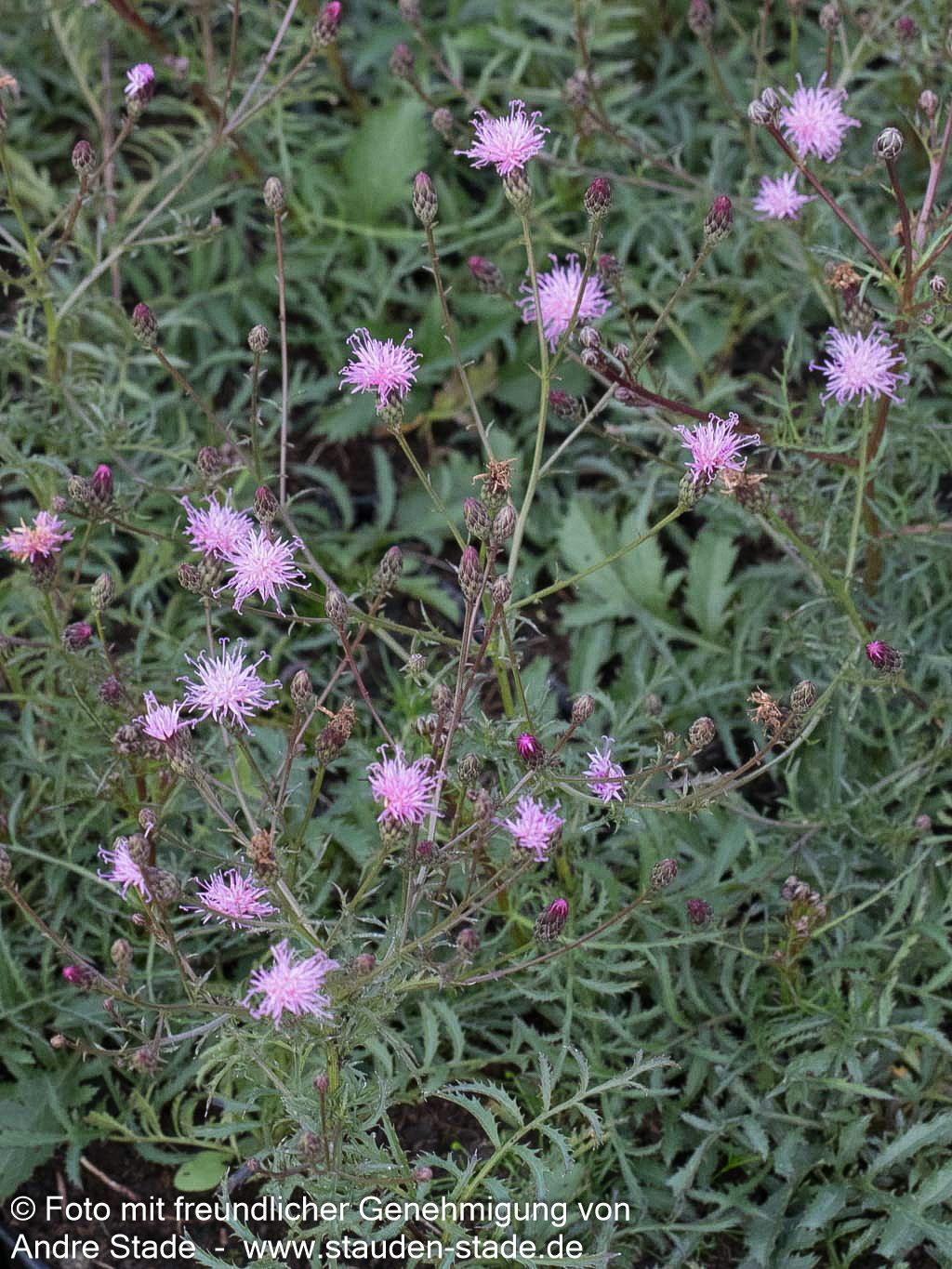 Färber-Scharte (Serratula tinctoria)