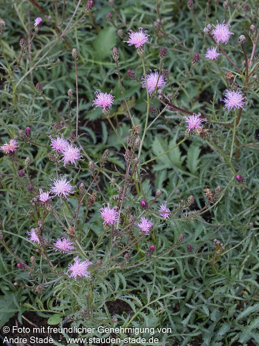 Färber-Scharte (Serratula tinctoria)