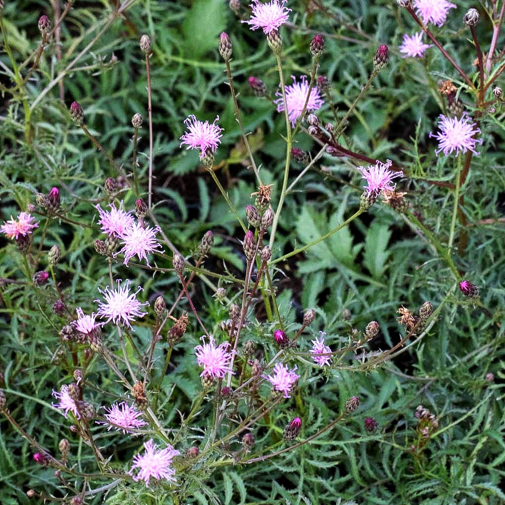 Färber-Scharte (Serratula tinctoria)