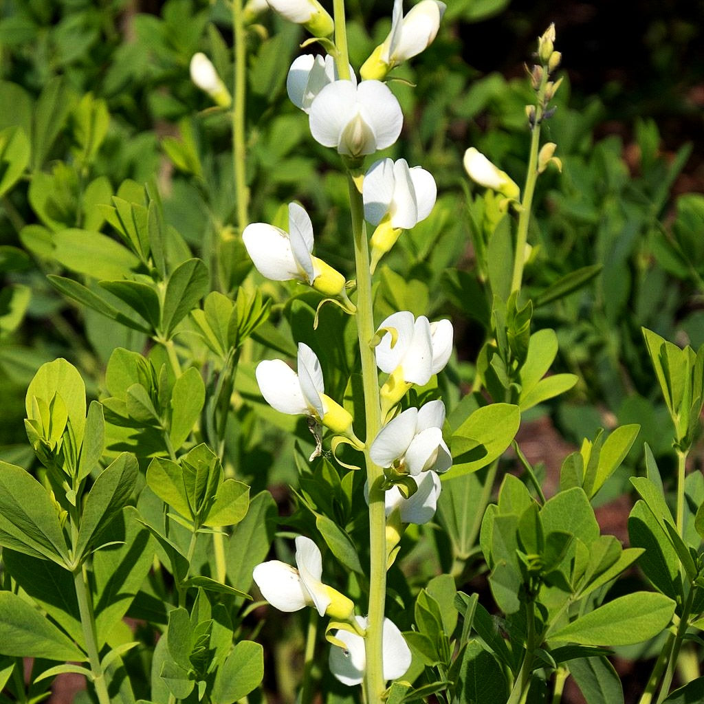 Färberhülse 'Alba' (Baptisia australis)