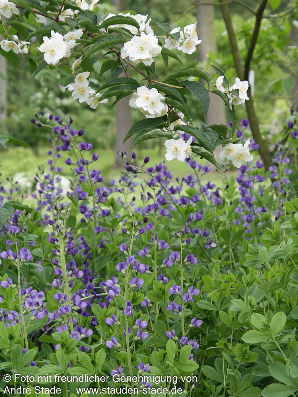 Färberhülse (Baptisia australis)