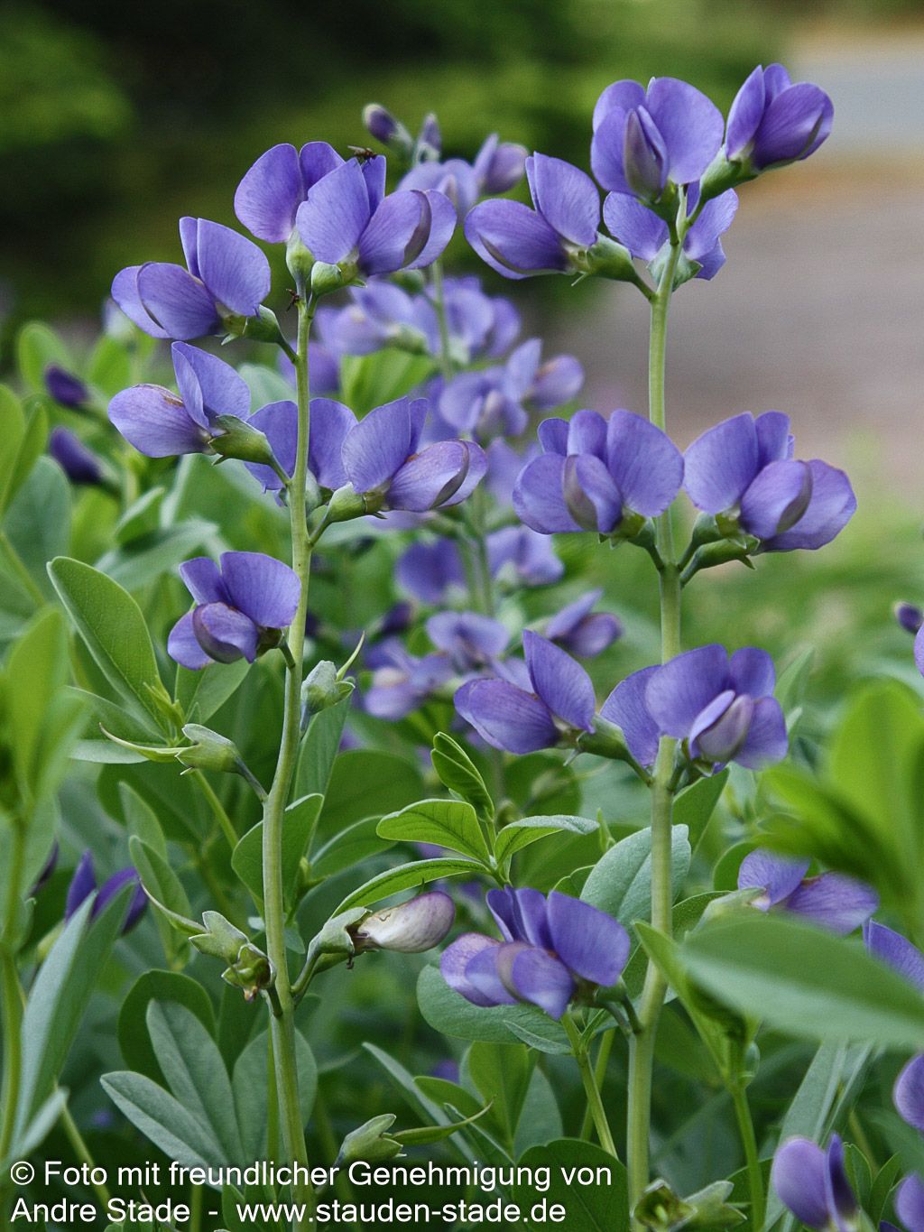 Färberhülse (Baptisia australis)
