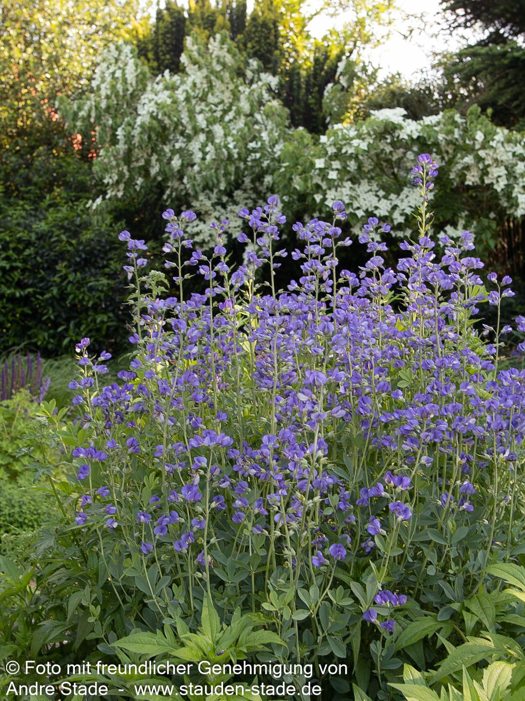 Färberhülse (Baptisia australis)