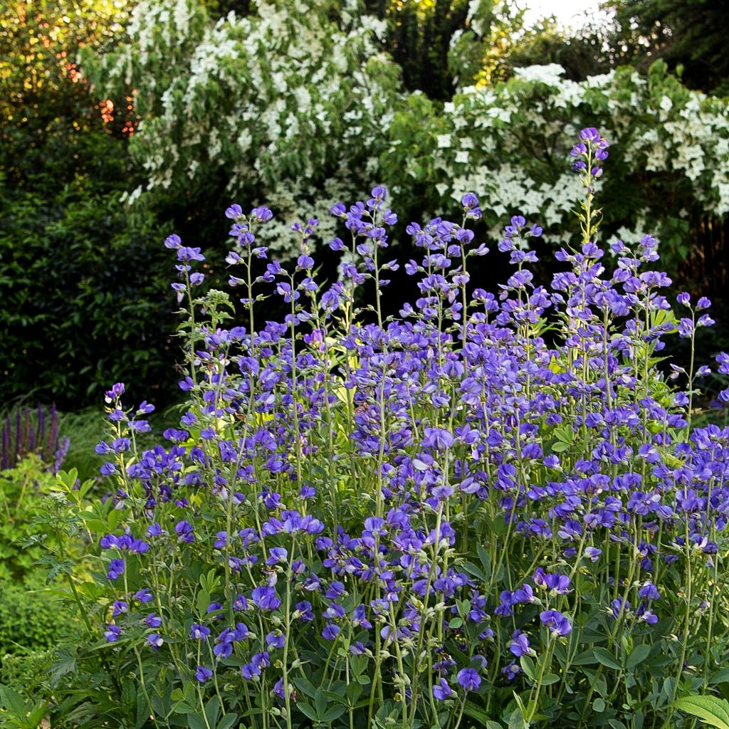 Färberhülse (Baptisia australis)