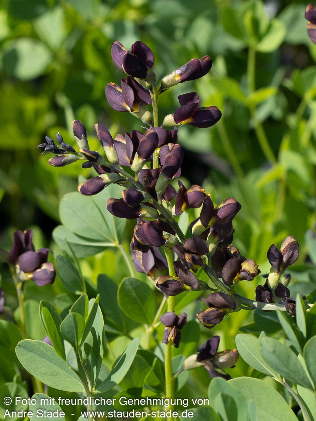 Färberhülse 'Dark Chocolate' (Baptisia x cult.)