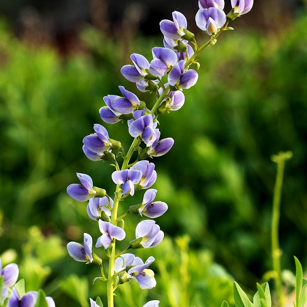 Färberhülse 'Starlight' (Baptisia Prairieblues-Ser.)