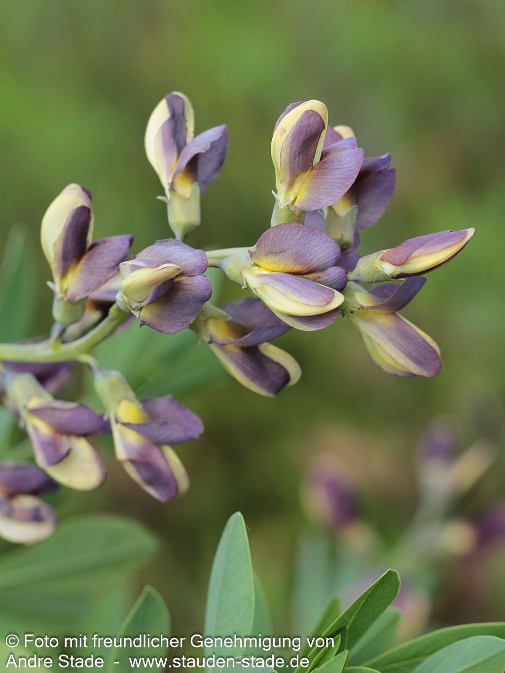 Färberhülse 'Twilight' (Baptisia Prairieblues-Ser.)