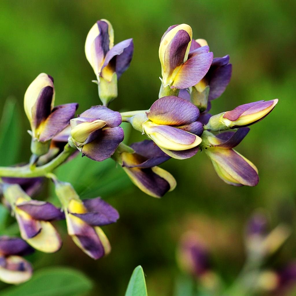 Färberhülse 'Twilight' (Baptisia Prairieblues-Ser.)