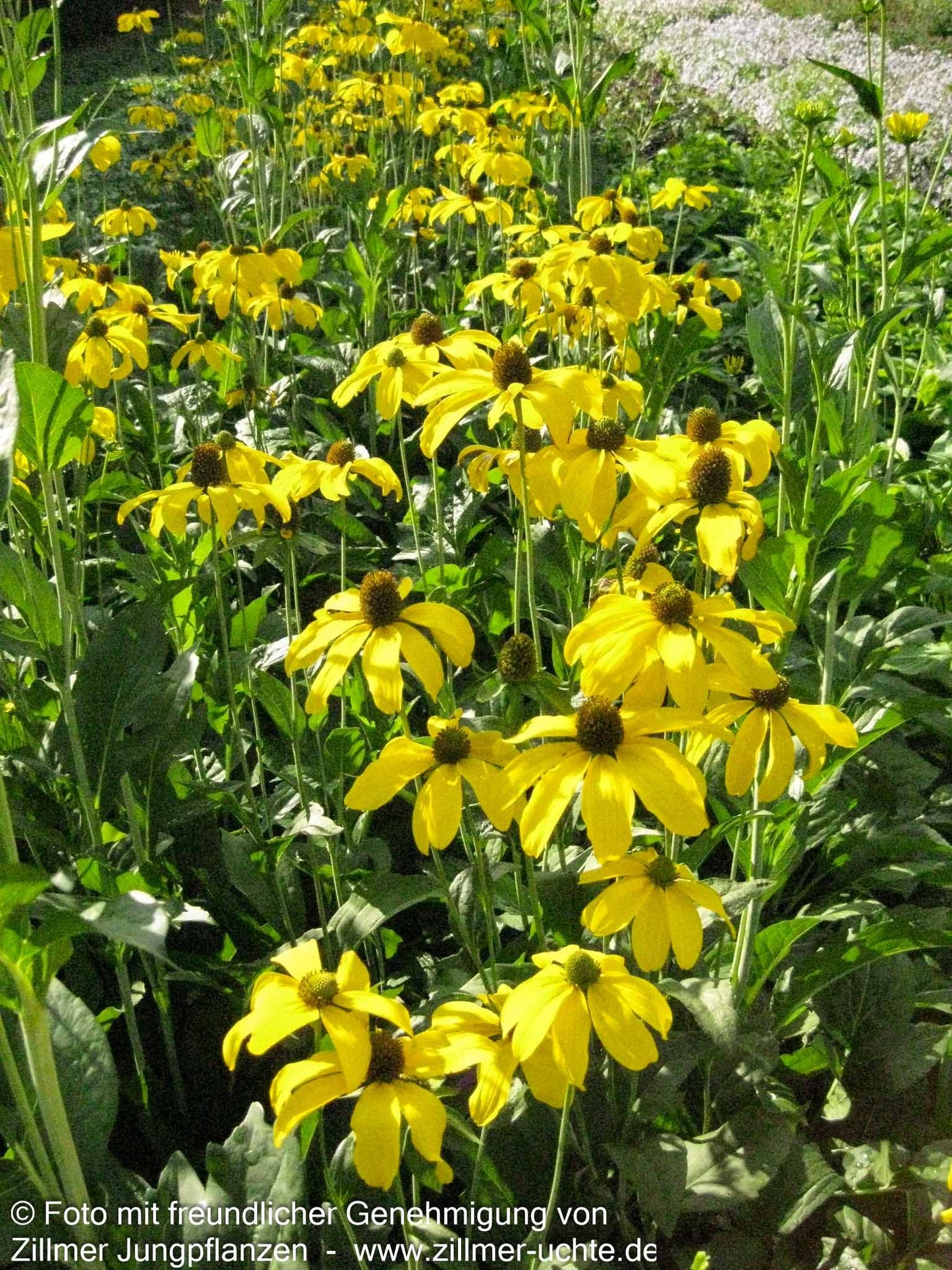 Fallschirm-Sonnenhut 'Juligold' (Rudbeckia nitida)