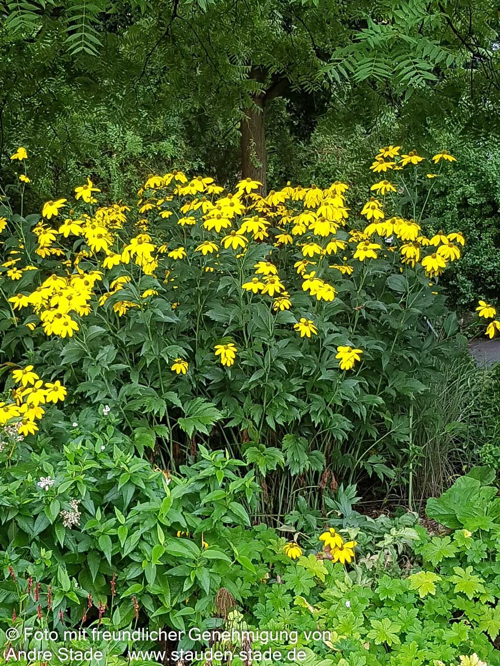 Fallschirm-Sonnenhut 'Juligold' (Rudbeckia nitida)