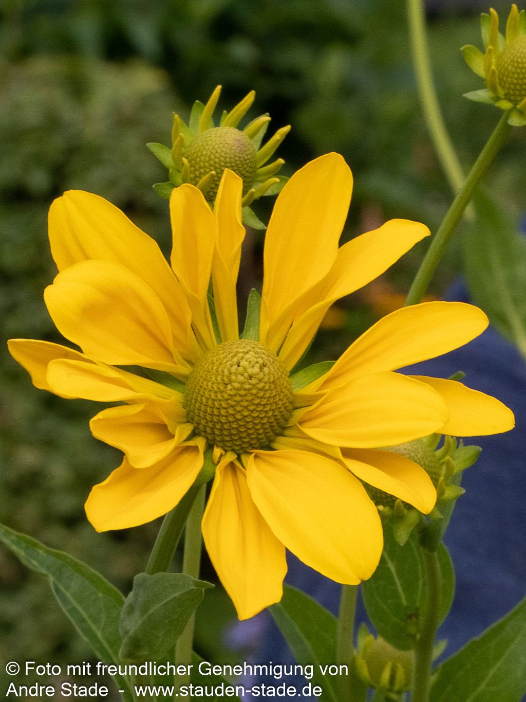 Fallschirm-Sonnenhut 'Juligold' (Rudbeckia nitida)