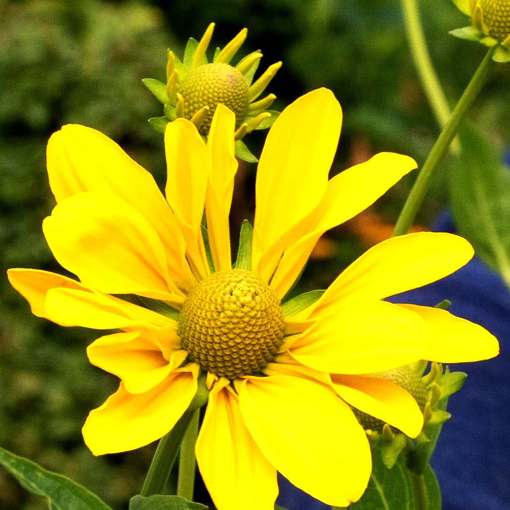 Fallschirm-Sonnenhut 'Juligold' (Rudbeckia nitida)
