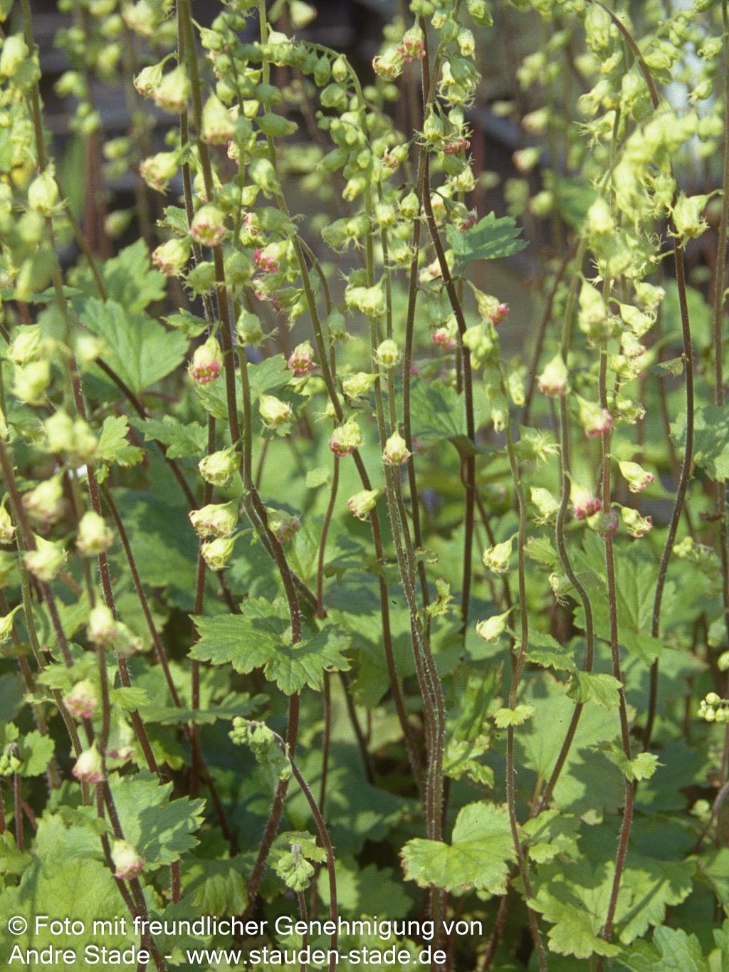 Falsche Alraunwurzel (Tellima grandiflora)