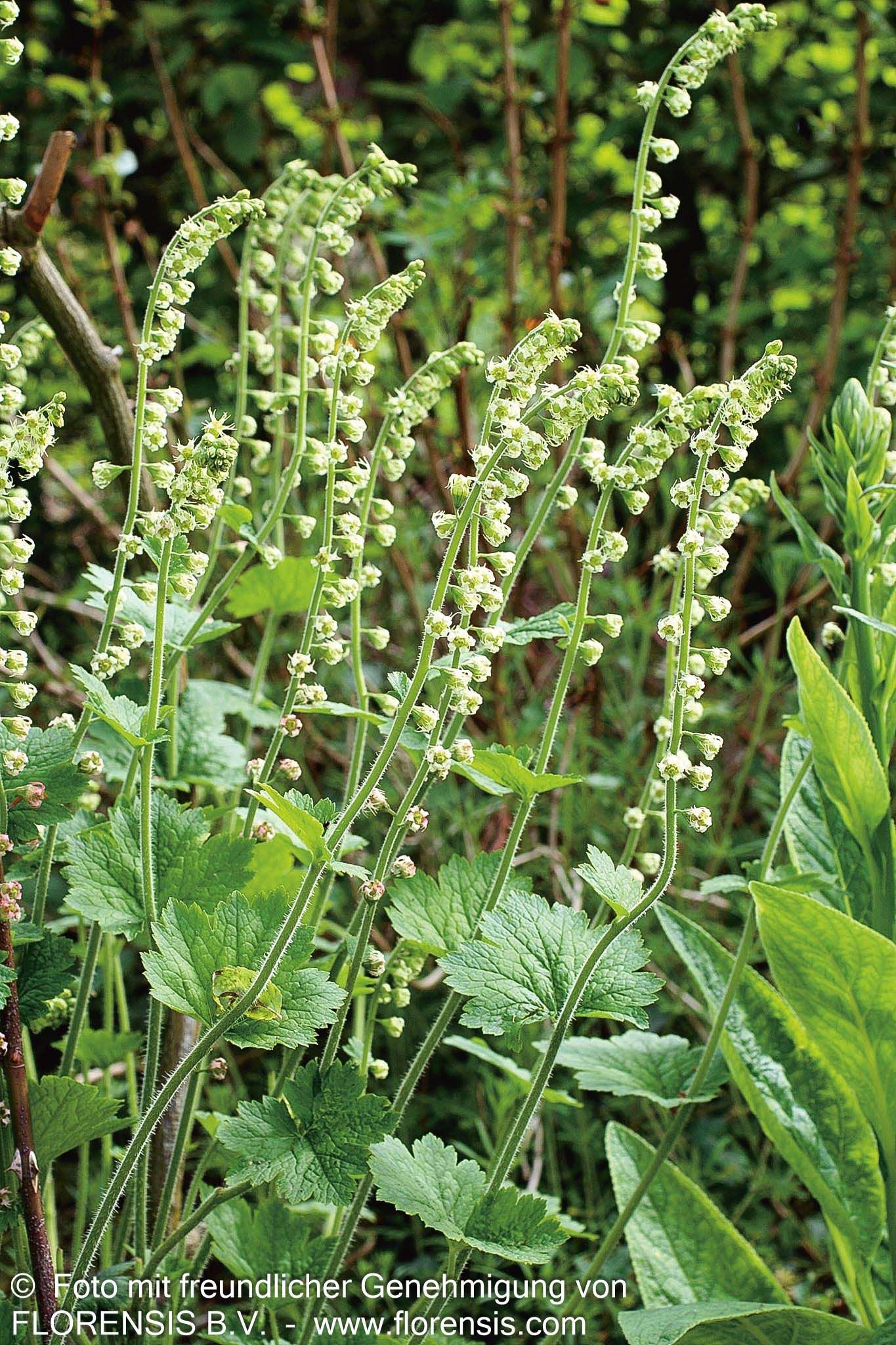 Falsche Alraunwurzel (Tellima grandiflora)