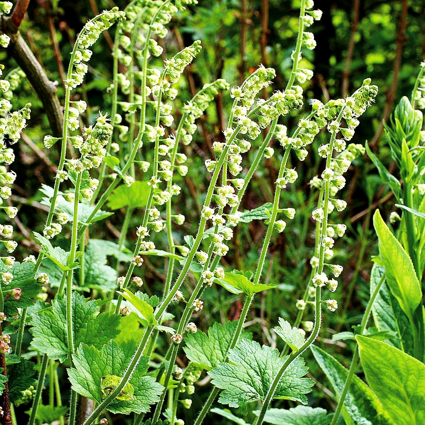 Falsche Alraunwurzel (Tellima grandiflora)