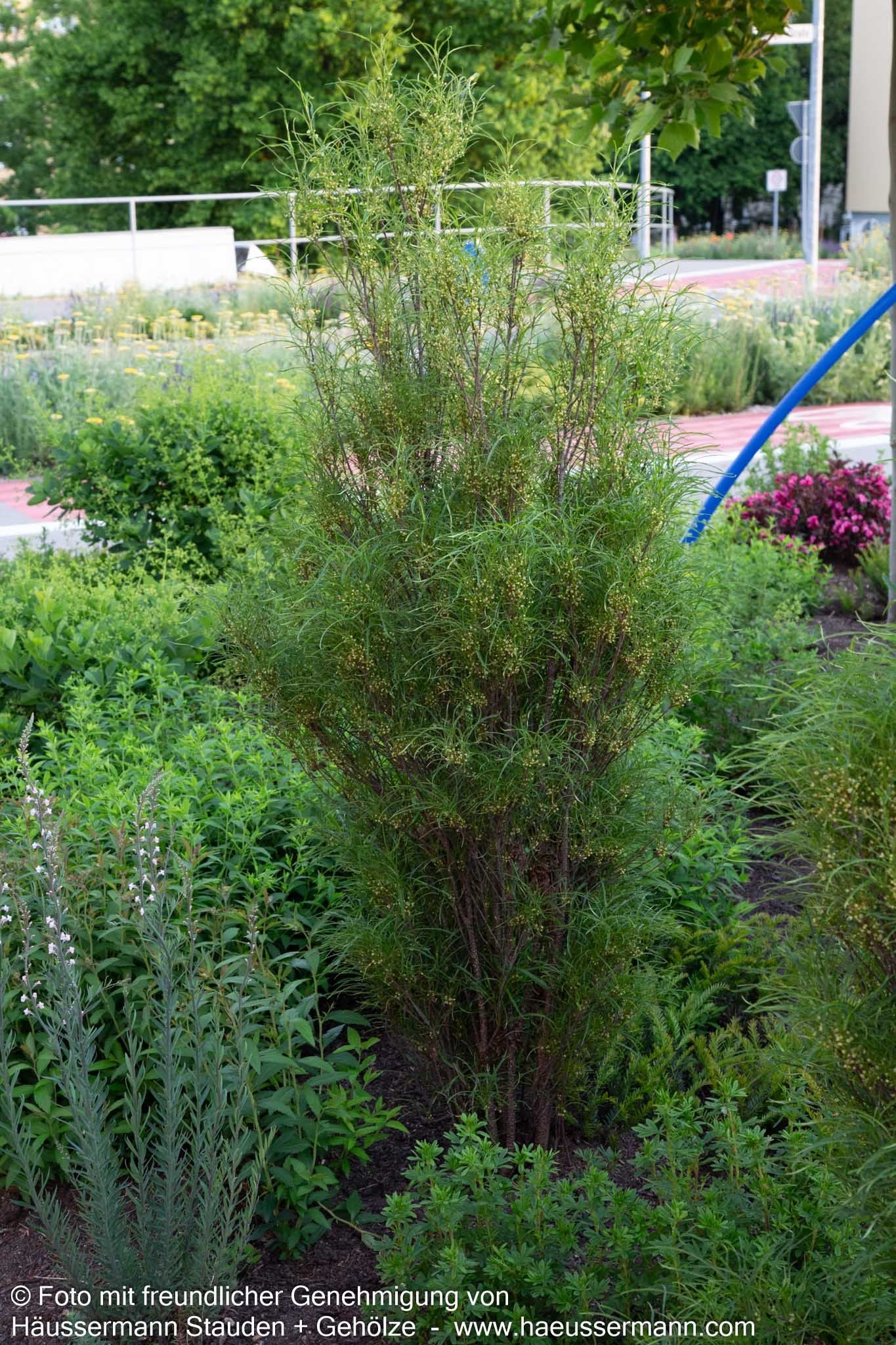 Farnblättriger Säulen-Faulbaum 'Fine Line' (Rhamnus frangula)
