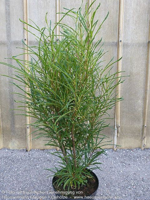 Farnblättriger Säulen-Faulbaum 'Fine Line' (Rhamnus frangula)