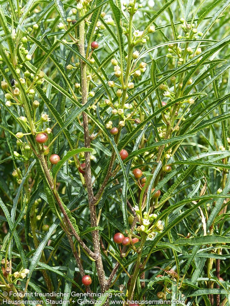Farnblättriger Säulen-Faulbaum 'Fine Line' (Rhamnus frangula)