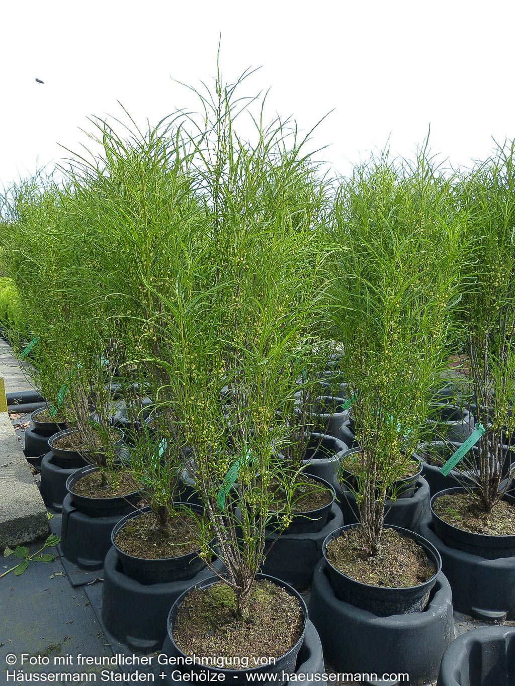 Farnblättriger Säulen-Faulbaum 'Fine Line' (Rhamnus frangula)