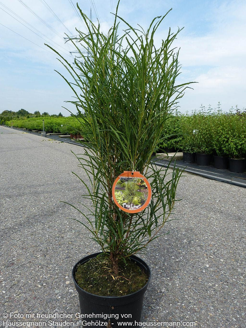 Farnblättriger Säulen-Faulbaum 'Fine Line' (Rhamnus frangula)