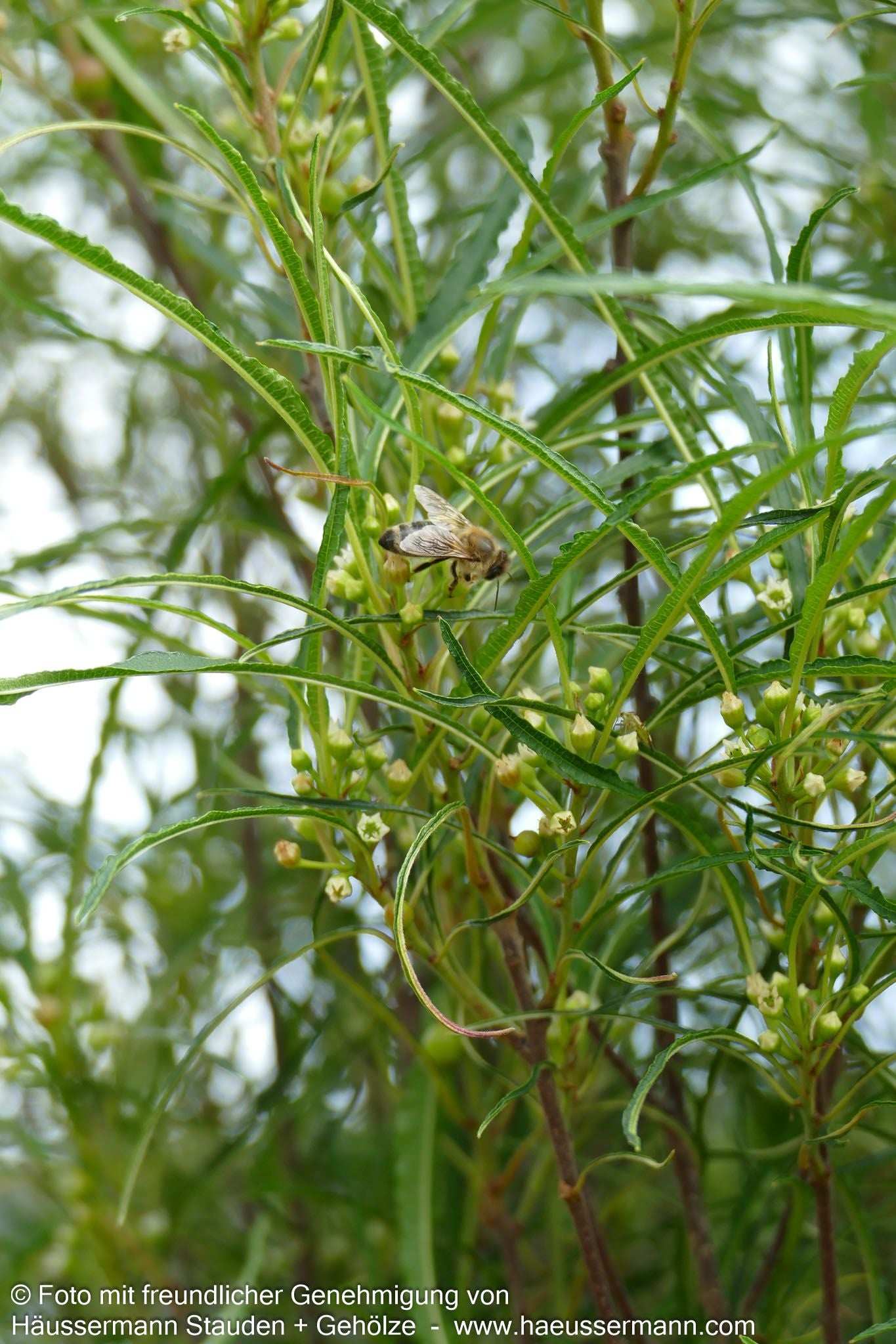Farnblättriger Säulen-Faulbaum 'Fine Line' (Rhamnus frangula)