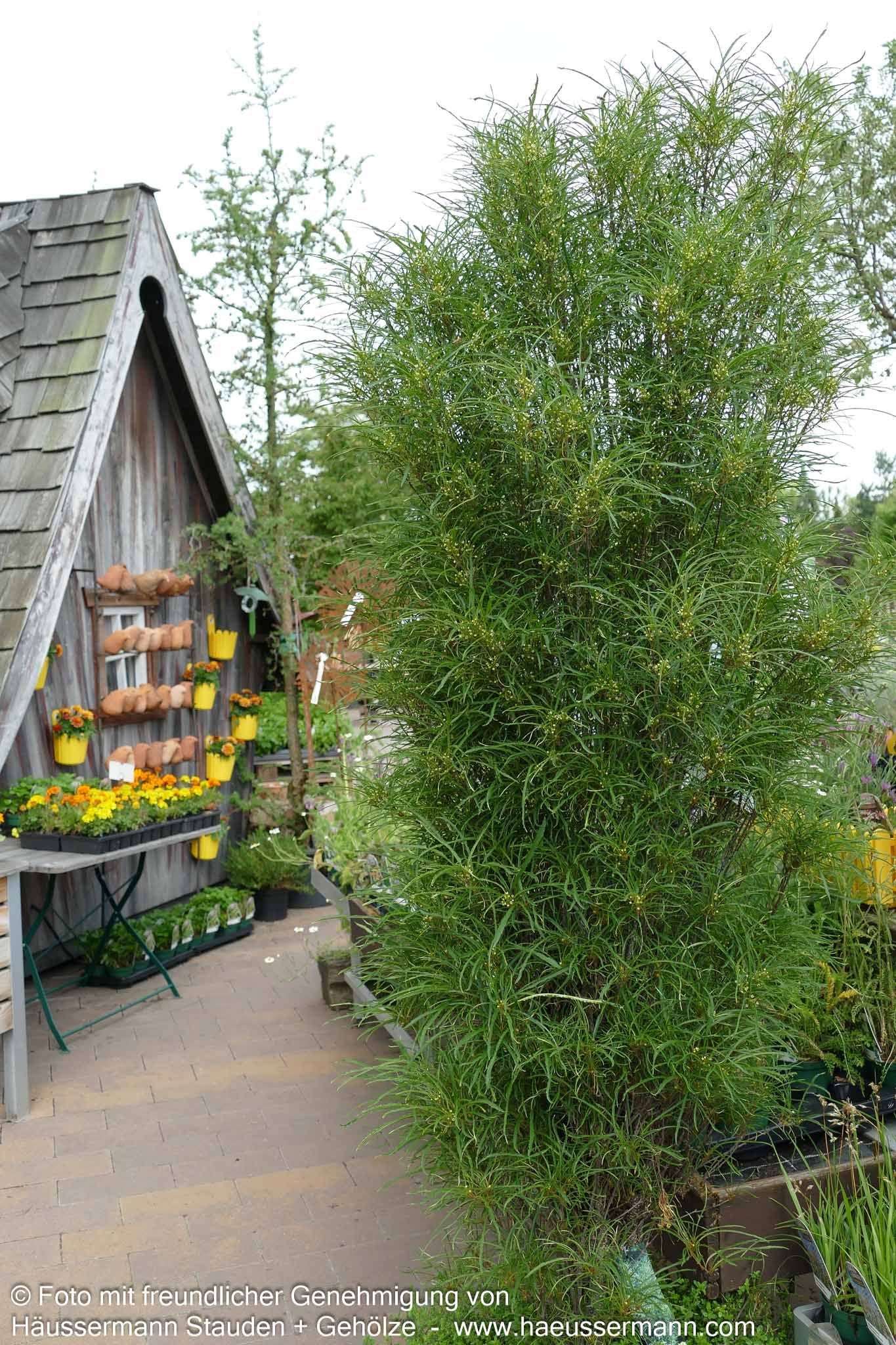 Farnblättriger Säulen-Faulbaum 'Fine Line' (Rhamnus frangula)