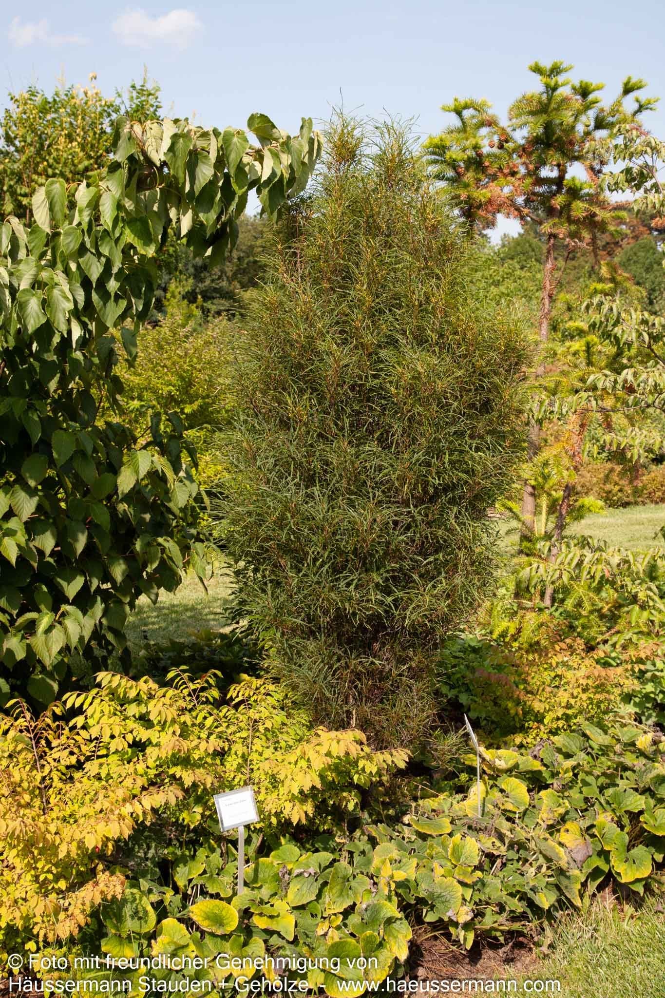 Farnblättriger Säulen-Faulbaum 'Fine Line' (Rhamnus frangula)