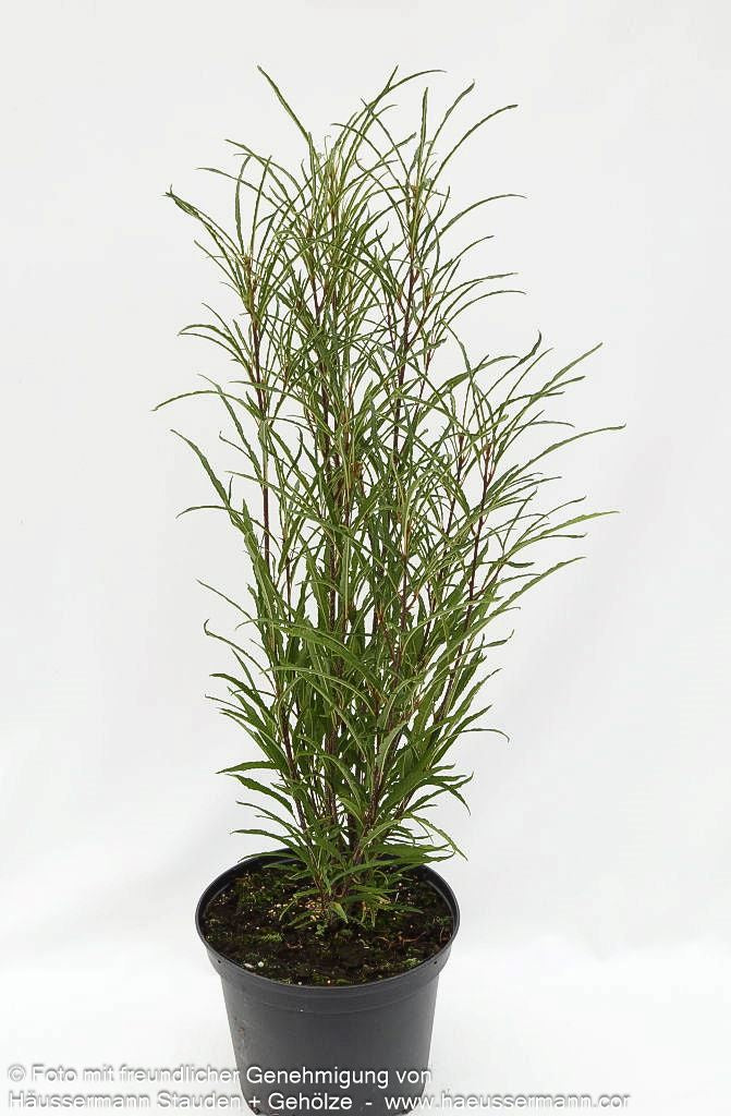 Farnblättriger Säulen-Faulbaum 'Fine Line' (Rhamnus frangula)