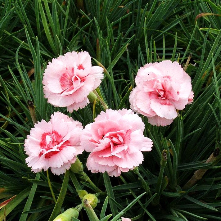 Feder-Nelke 'Doris' (Dianthus plumarius)