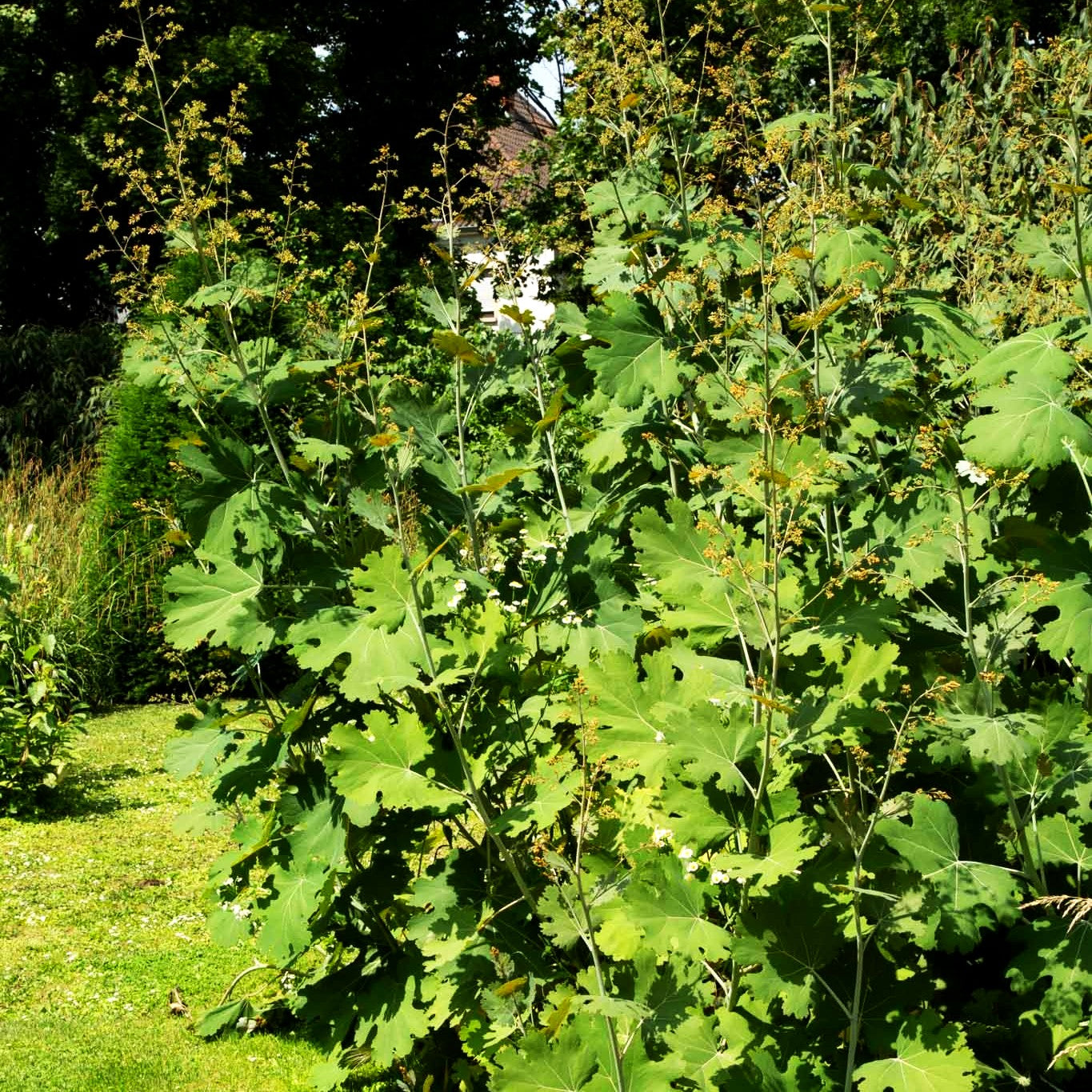 Federmohn (Macleaya cordata var.cordata)