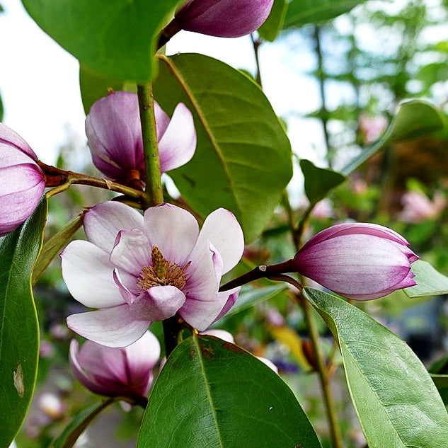 Feen- Magnolie 'Fairy Magnolia Blush' (Michelia)