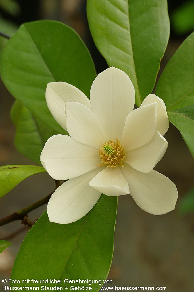 Feen- Magnolie 'Fairy Magnolia Cream' (Michelia)