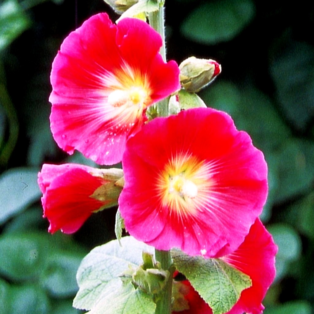Feigenblättrige Stockrose (Alcea ficifolia)