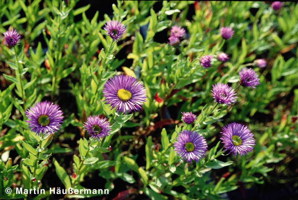 Feinstrahl 'Dunkelste Aller' (Erigeron x cult.)