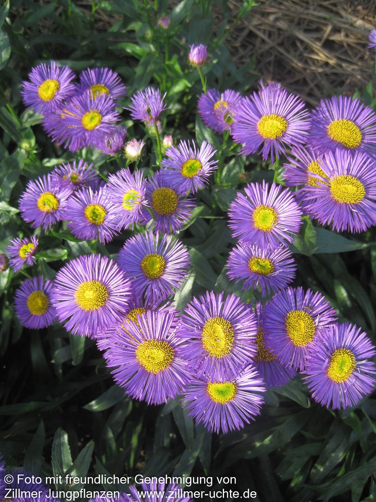 Feinstrahl 'Dunkelste Aller' (Erigeron x cult.)