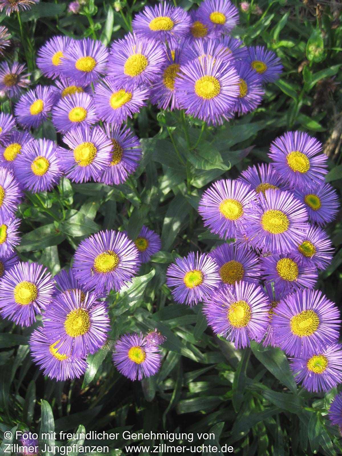 Feinstrahl 'Dunkelste Aller' (Erigeron x cult.)