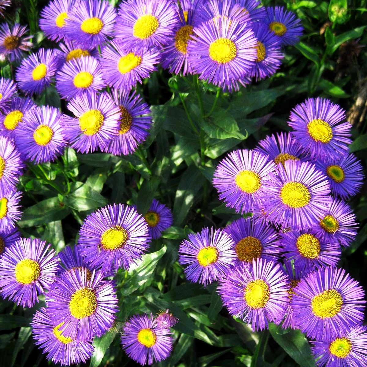 Feinstrahl 'Dunkelste Aller' (Erigeron x cult.)