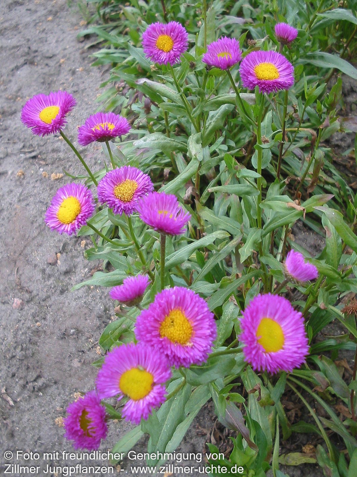 Feinstrahl 'Foersters Liebling' (Erigeron x cult.)