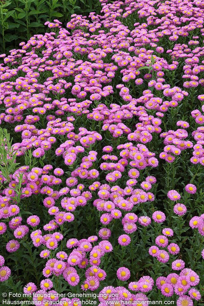 Feinstrahl 'Foersters Liebling' (Erigeron x cult.)
