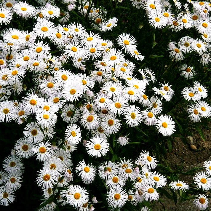 Feinstrahl 'Sommerneuschnee' (Erigeron x cult.)