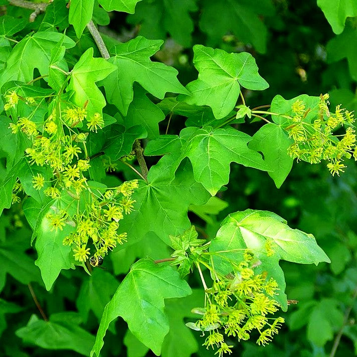 Feld-Ahorn (Acer campestre)