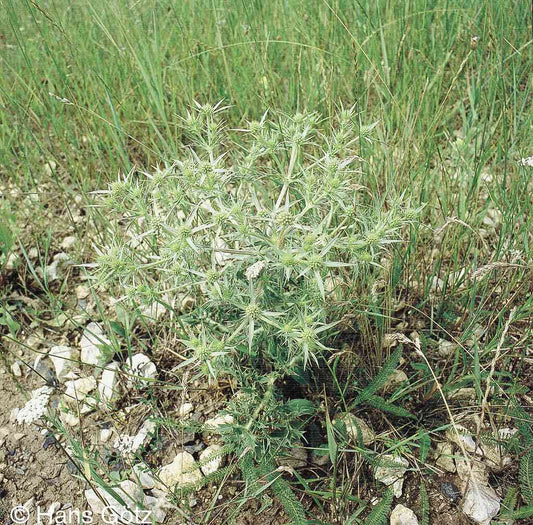 Feld-Mannstreu (Eryngium campestre)
