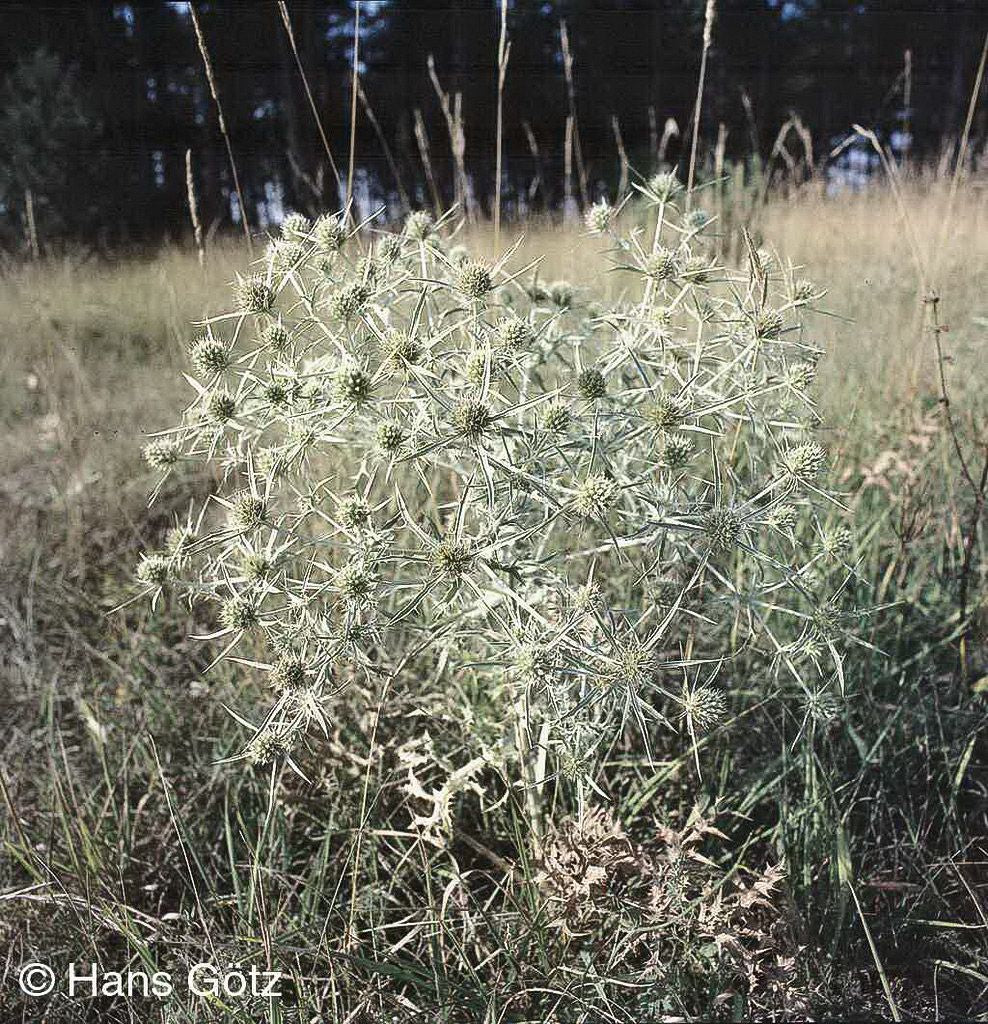 Feld-Mannstreu (Eryngium campestre)