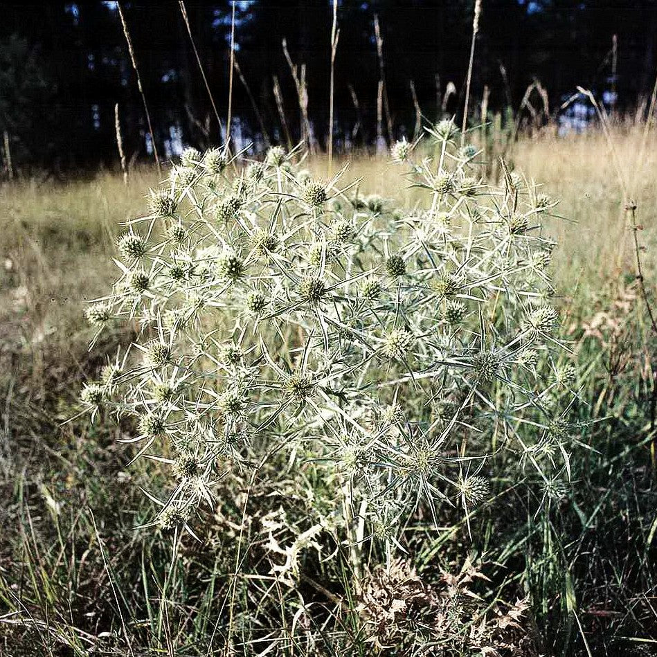 Feld-Mannstreu (Eryngium campestre)
