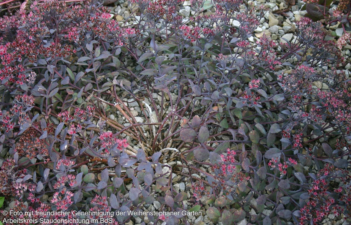 Felsen-Fettblatt 'Bertram Anderson' (Sedum cauticola)