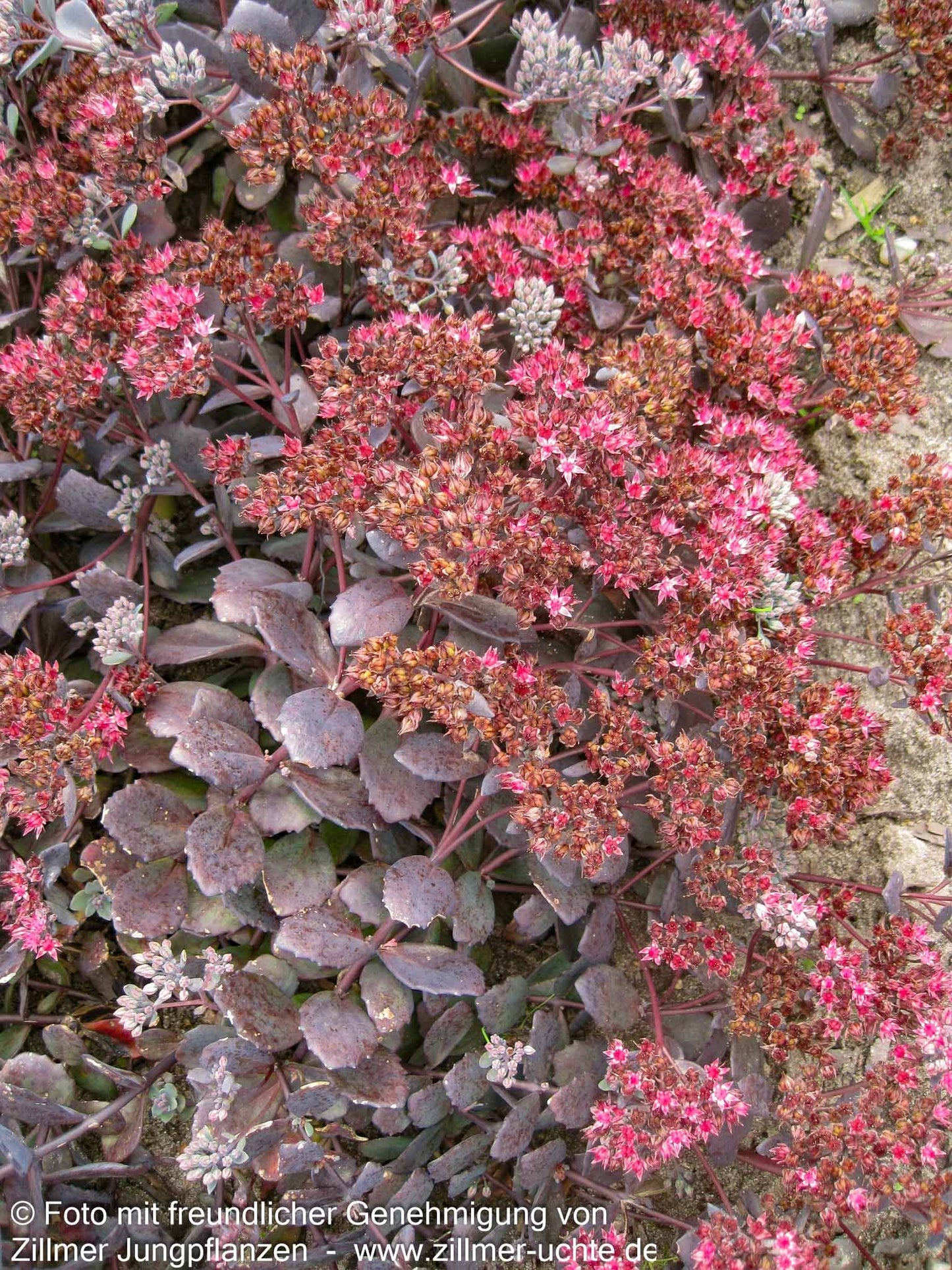Felsen-Fettblatt 'Bertram Anderson' (Sedum cauticola)